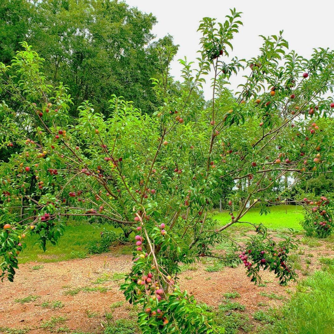 Prunus salicina 'Gulf Rose' ~ Gulf Rose Plum-ServeScape