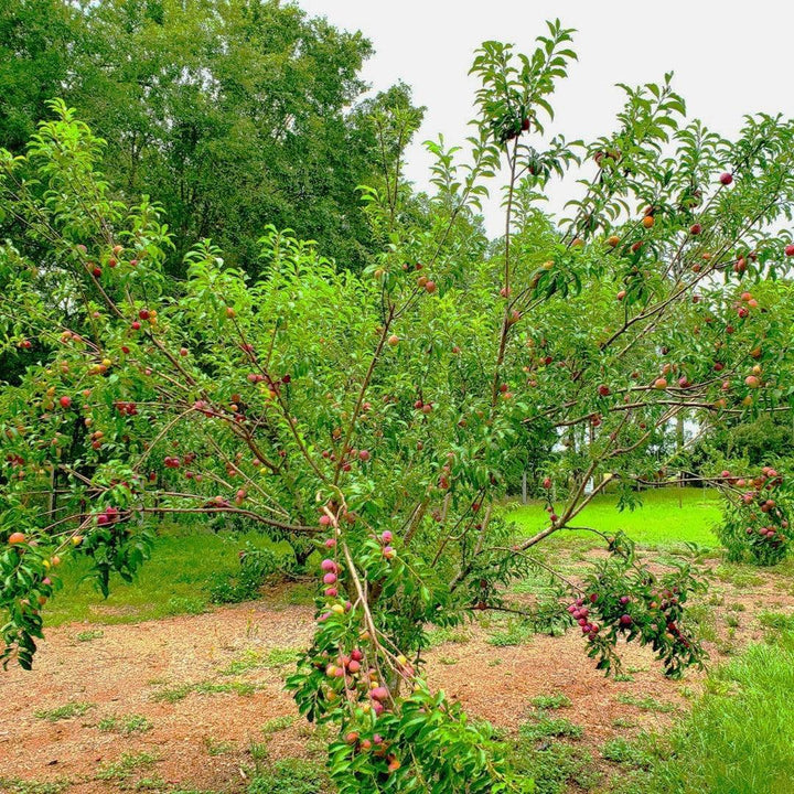 Prunus salicina 'Gulf Rose' ~ Gulf Rose Plum-ServeScape