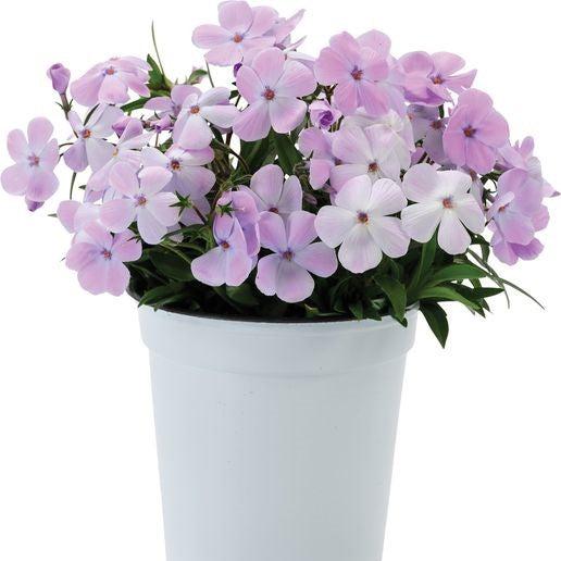 Phlox hybrid 'Woodlander Lilac' ~ Woodlander Lilac Phlox-ServeScape