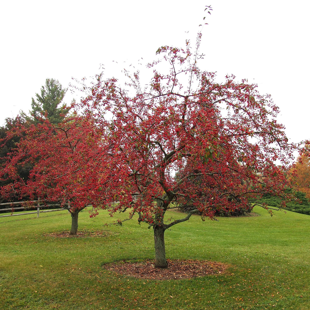 Malus 'Centzam' ~ Centurion Crabapple-ServeScape