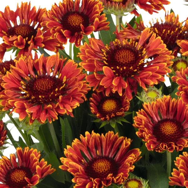 Gaillardia aristata 'Spintop Mariachi Red Sky ~ Spintop™ Mariachi Red Sky Blanket Flower-ServeScape