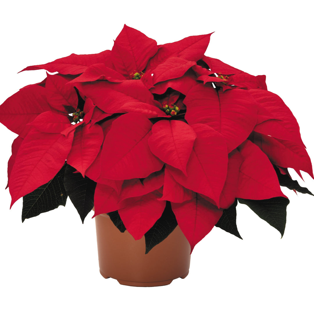 Euphorbia pulcherrima 'Premium Red' ~ Premium Red Poinsettia-ServeScape