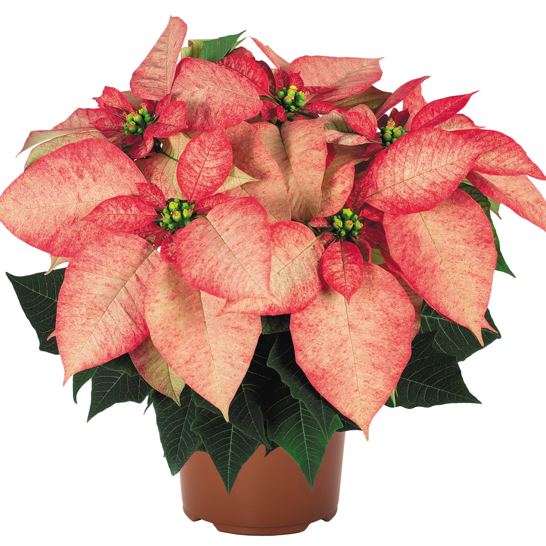 Euphorbia pulcherrima 'Premium Picasso' ~ Premium Picasso Poinsettia-ServeScape