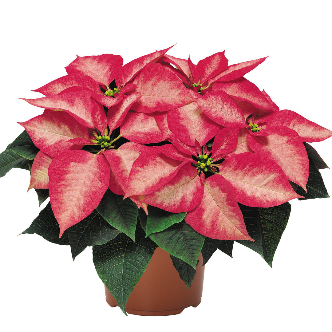 Euphorbia pulcherrima 'Premium Ice Crystal' ~ Premium Ice Crystal Poinsettia-ServeScape