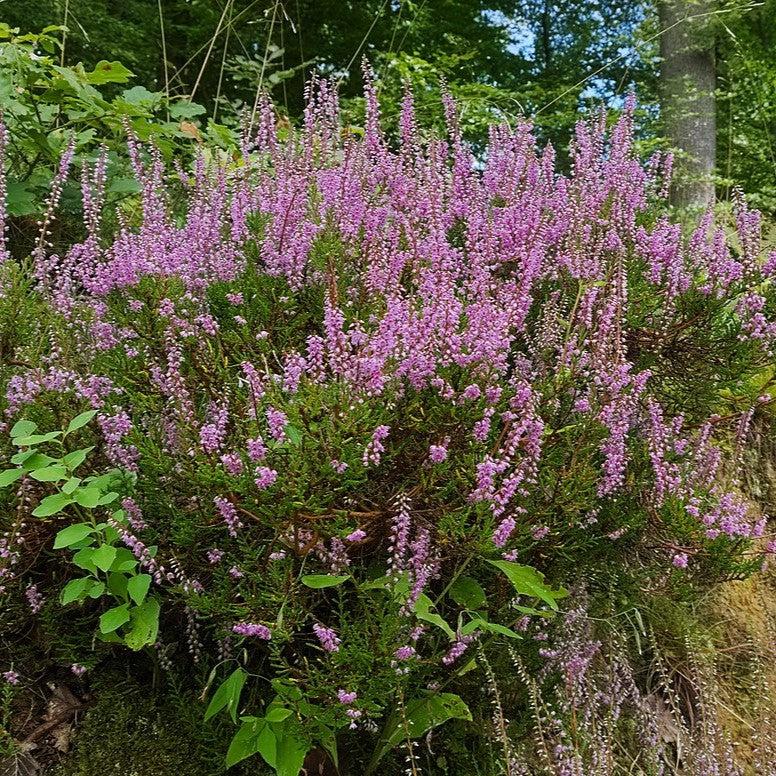 Calluna vulgaris ~ Scotch Heather-ServeScape