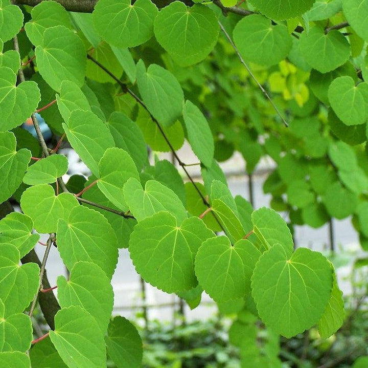 Cercidiphyllum japonicum ~ Katsura Tree-ServeScape