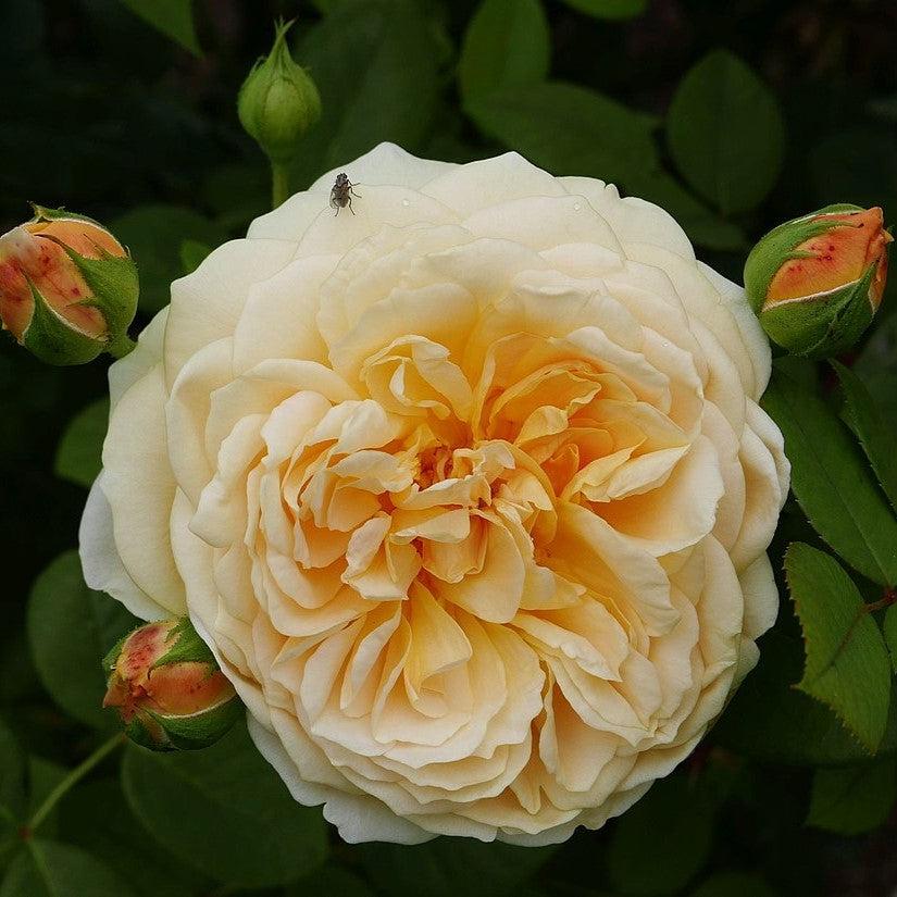 Rosa 'Ausbaker' ~ Teasing Georgia® Rose-ServeScape