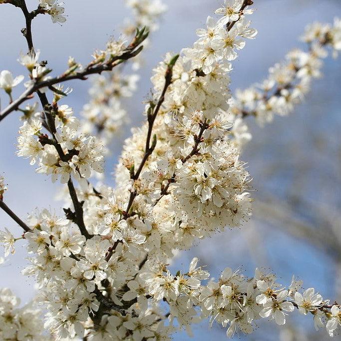 Prunus cerasifera ~ Cherry Plum-ServeScape