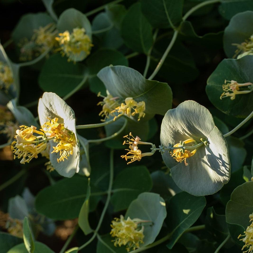 Lonicera reticulata 'P015S' ~ Kintzley's Ghost® Honeysuckle-ServeScape