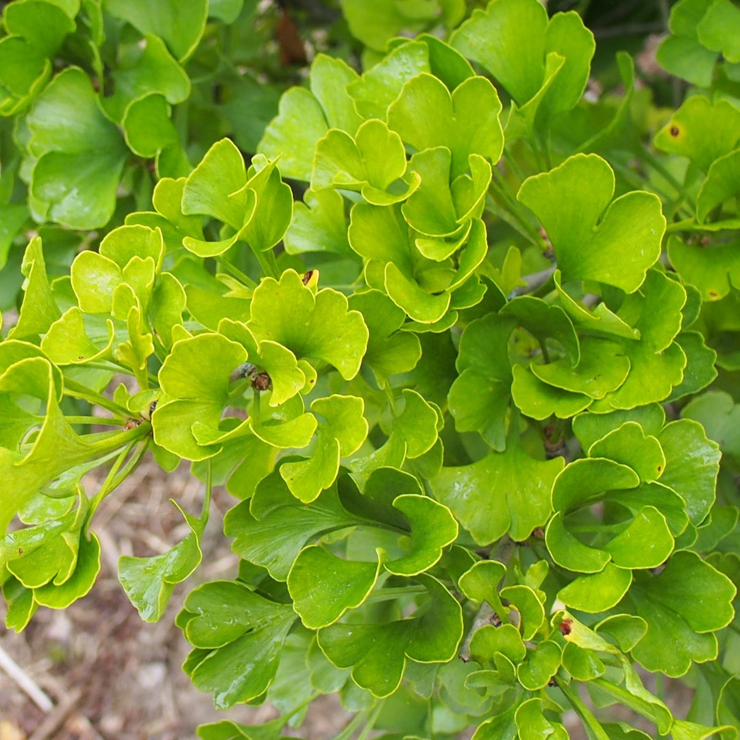 Ginkgo biloba 'Jade Butterfly' ~ Jade Butterfly Ginkgo-ServeScape