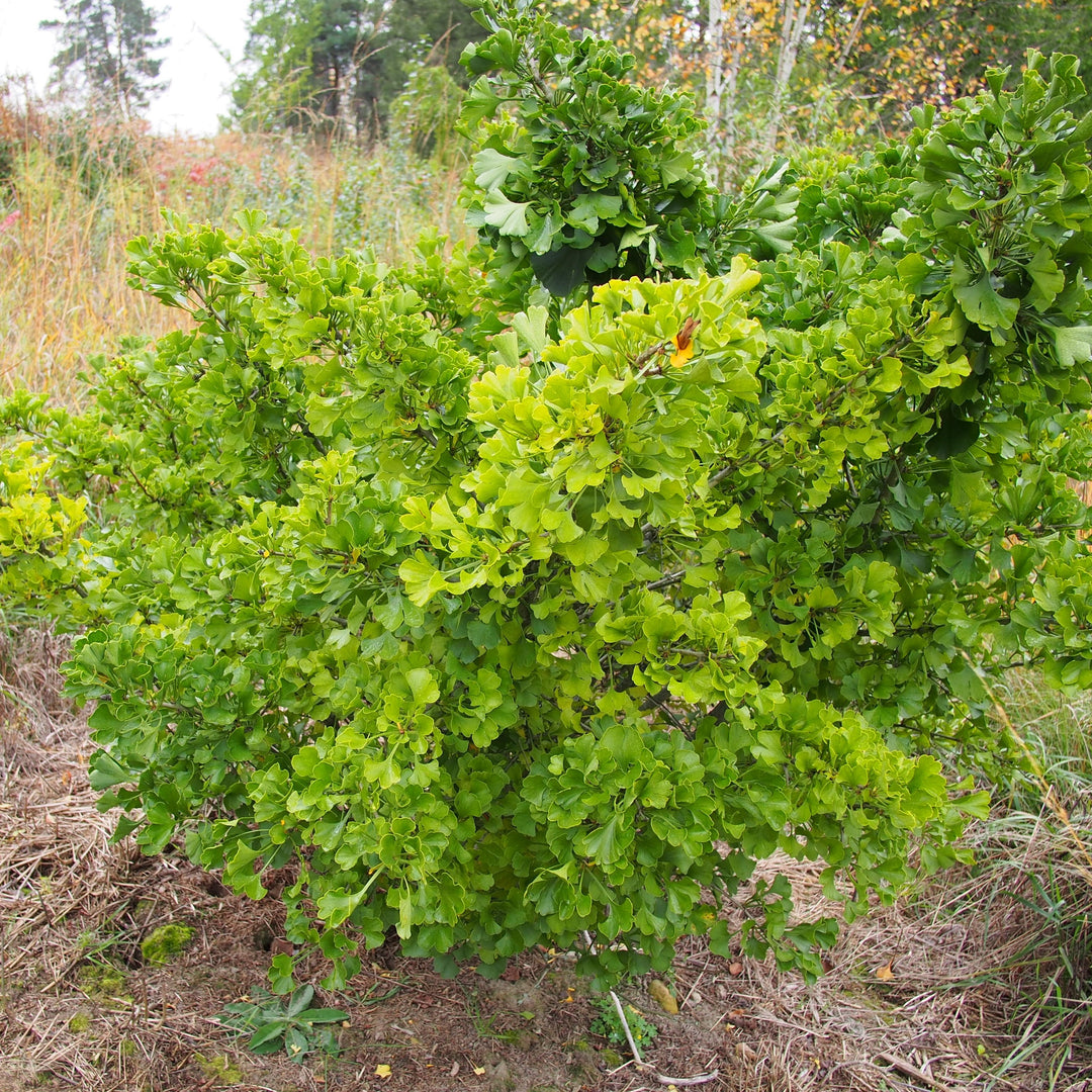 Ginkgo biloba 'Jade Butterfly' ~ Jade Butterfly Ginkgo-ServeScape