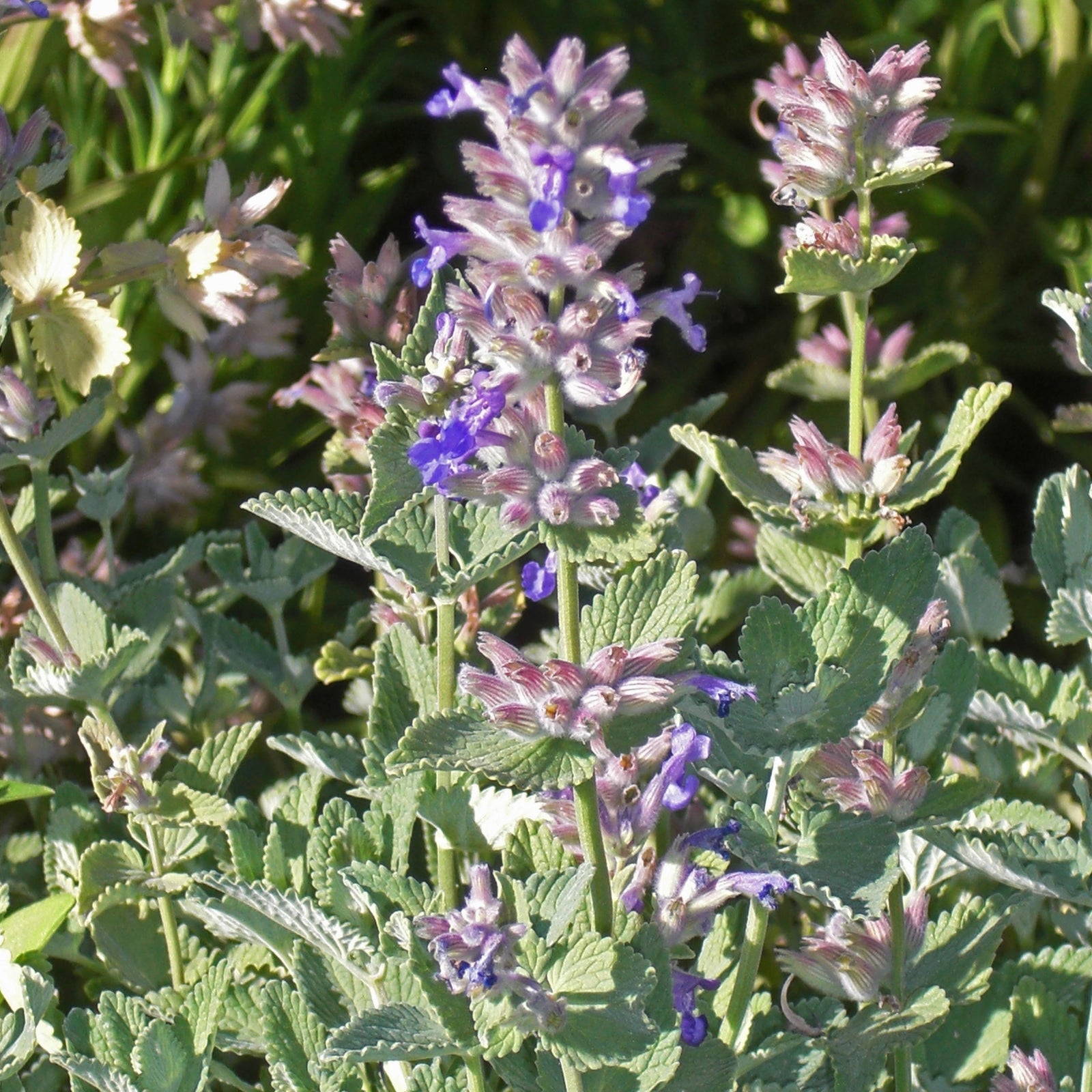 Nepeta x faassenii 'Dropmore' ~ Dropmore Catmint-ServeScape