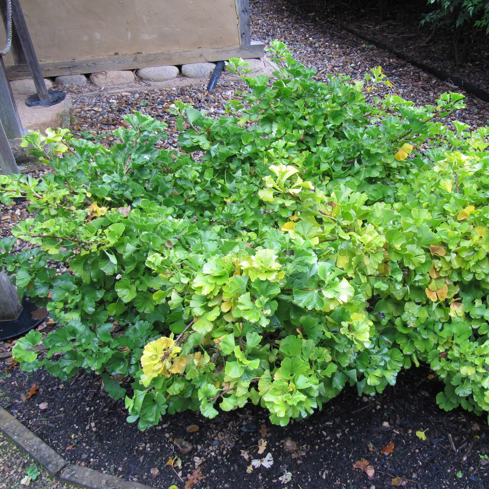 Ginkgo biloba 'Mariken' ~ Mariken Ginkgo-ServeScape