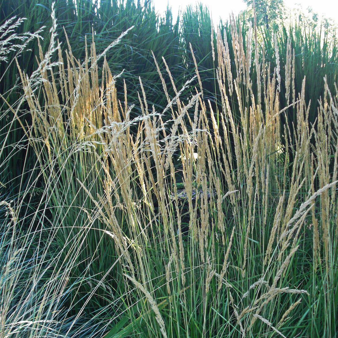 Calamagrostis x acutiflora 'Avalanche' ~ Avalanche Feather Reed Grass-ServeScape