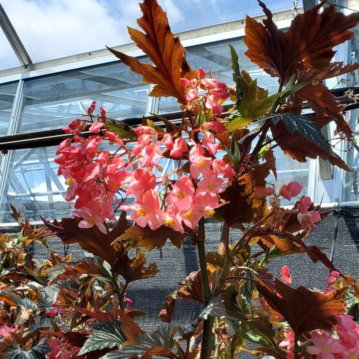 Begonia 'Sophia ~ Sophia Angelwing Begonia-ServeScape