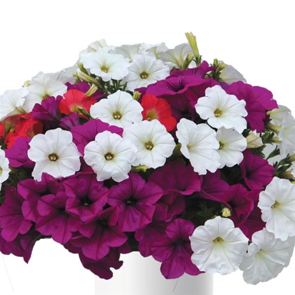King's Greenhouse ~ DuraBella Lights of the Night™ Gardens To Go Container-ServeScape