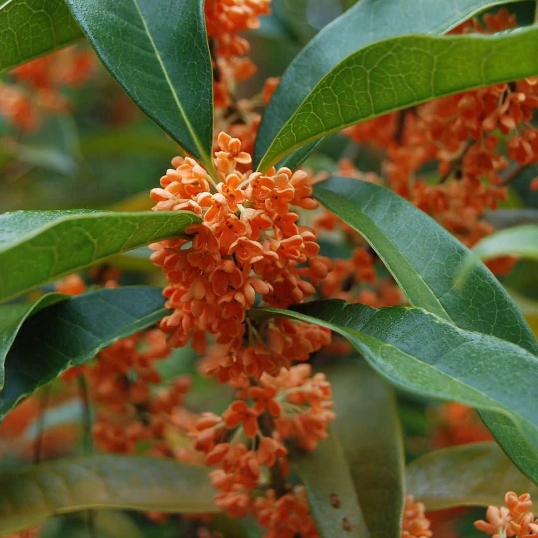 Osmanthus fragrans aurantiacus 'Beni Kin Mokusei' ~ Beni Kin Mokusei Tea Olive-ServeScape