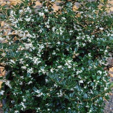 Osmanthus heterophyllus 'Kaori Hime' ~ Party Princess® Tea Olive-ServeScape