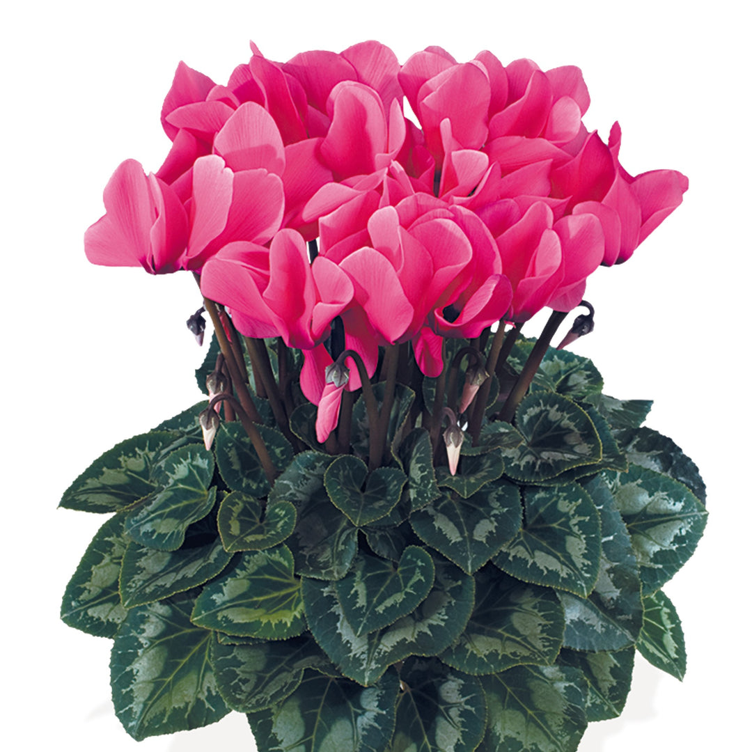 Cyclamen persicum 'Latinia Success Rose' ~ Latinia® Success Rose Cyclamen-ServeScape