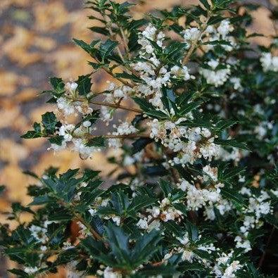 Osmanthus heterophyllus 'Kaori Hime' ~ Party Princess® Tea Olive-ServeScape