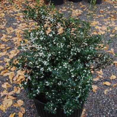 Osmanthus heterophyllus 'Kaori Hime' ~ Party Princess® Tea Olive-ServeScape