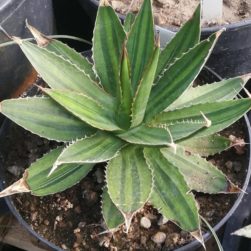 Agave lophantha 'multigreen' ~ Multigreen Agave-ServeScape