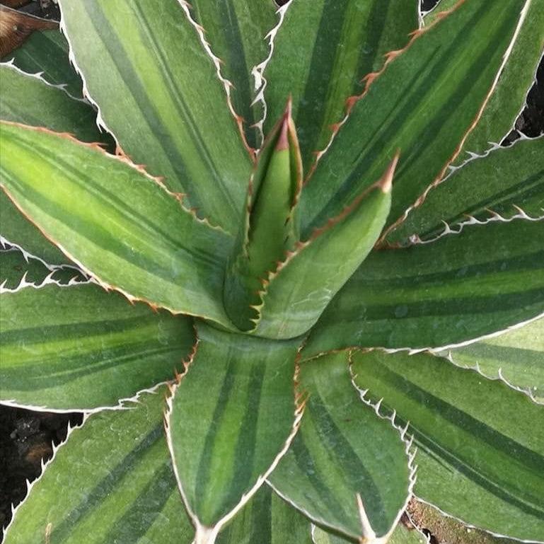 Agave lophantha 'multigreen' ~ Multigreen Agave-ServeScape