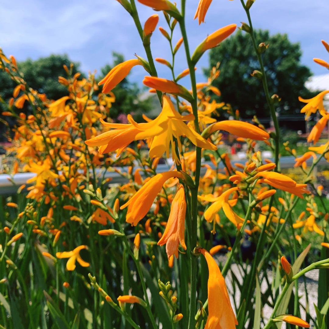 Crocosmia x crocosmiiflora 'George Davison’ ~ George Davison Crocosmia-ServeScape