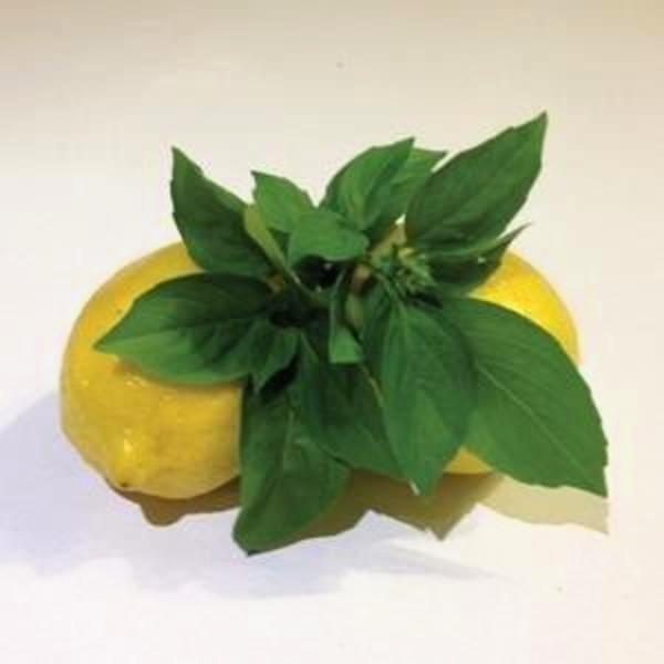 Ocimum basilicum var. citriodora 'Mrs Burns’ ~ Mrs. Burn's Lemon Basil-ServeScape