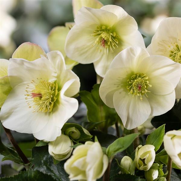 Helleborus x nigercors 'Lemony' ~ Ice Breaker® Lemony Lenten Rose-ServeScape