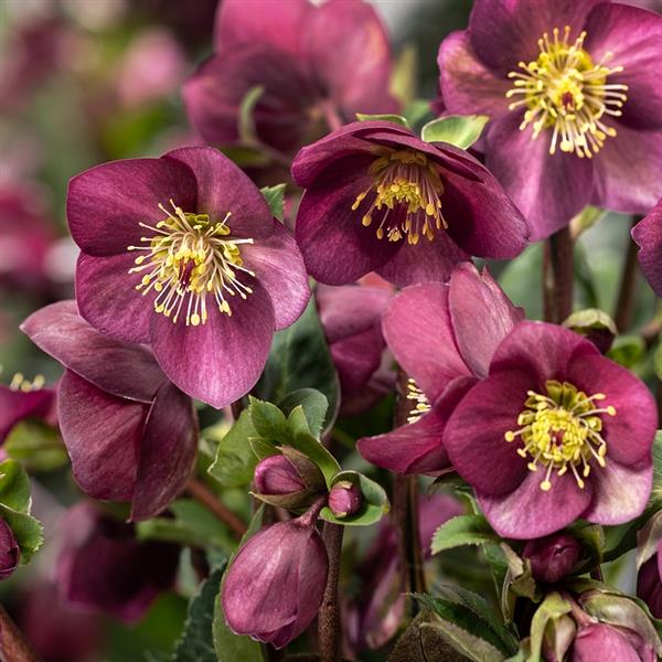Helleborus x nigercors 'HF 110' ~ Ice Breaker® Ruby Lenten Rose-ServeScape