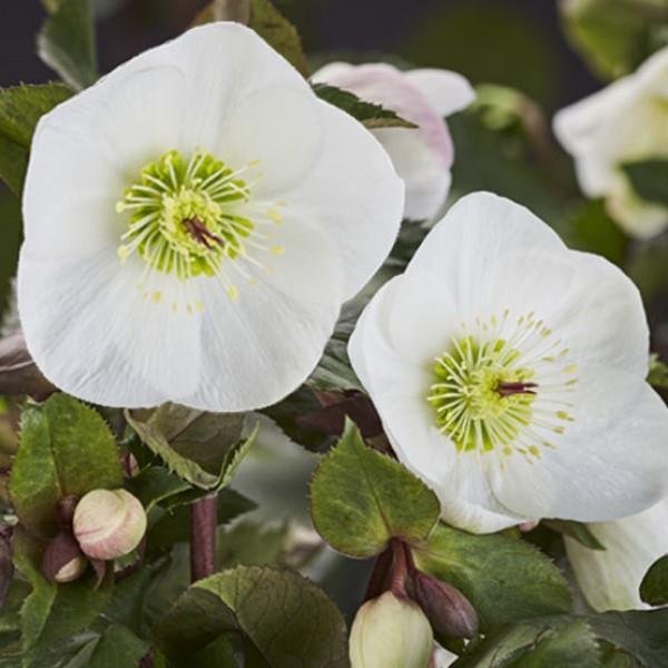 Helleborus x glandorfensis 'COSEH 5500' ~ HGC® Ice N' Roses® Bianco Lenten Rose-ServeScape