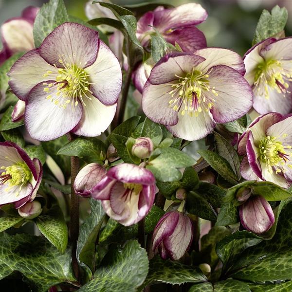 Helleborus x glandorfensis 'Macy Marble' ~ HGC® Ice N' Roses® Macy Marble Hellebore-ServeScape