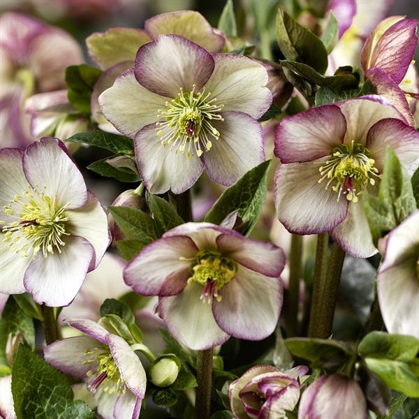 Helleborus x glandorfensis 'Maddy Marble' ~ HGC® Ice N' Roses® Maddy Marble Hellebore-ServeScape