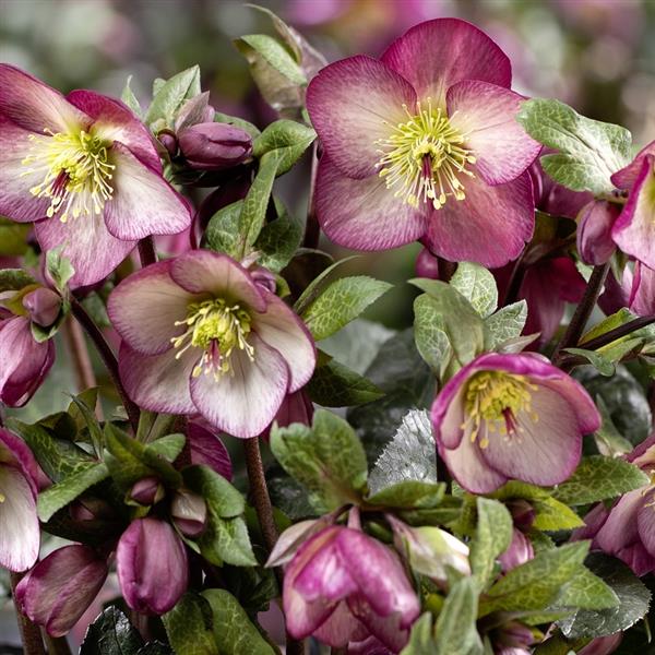 Helleborus x glandorfensis 'Macy Marble' ~ HGC® Ice N' Roses® Macy Marble Hellebore-ServeScape