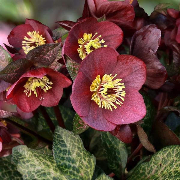 Helleborus x glandorfensis 'Mona Marble' ~ HGC® Ice N' Roses® Mona Marble Hellebore-ServeScape