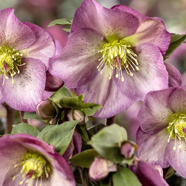 Helleborus 'Pink Promise' ~ Ice N' Roses® Pink Promise Lenten Rose-ServeScape