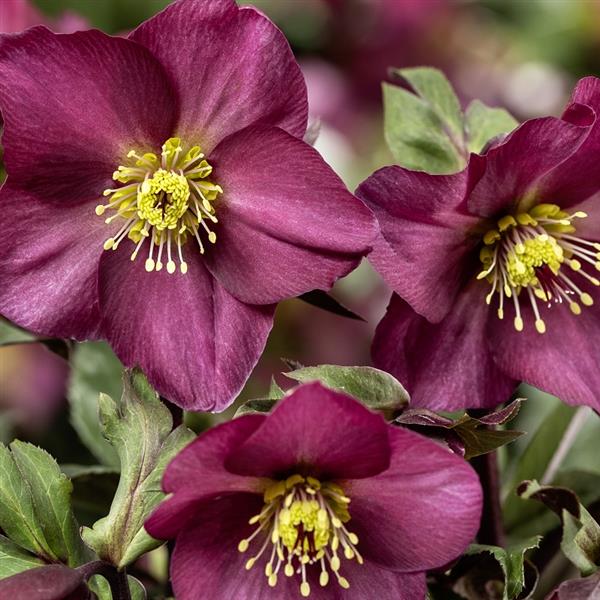 Helleborus x glandorfensis 'Red Romance' ~ HGC® Ice N' Roses Red Romance Lenten Rose-ServeScape
