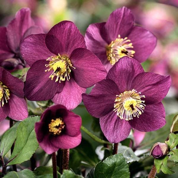 Helleborus x lemperii 'Karli' ~ HGC® Winter Ballet® Karli Lenten Rose-ServeScape