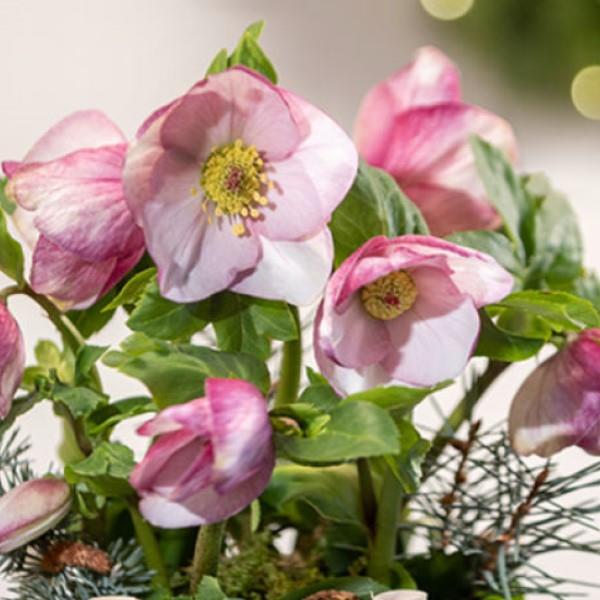 Helleborus x lemperii 'Liara' ~ Liara Lenten Rose-ServeScape