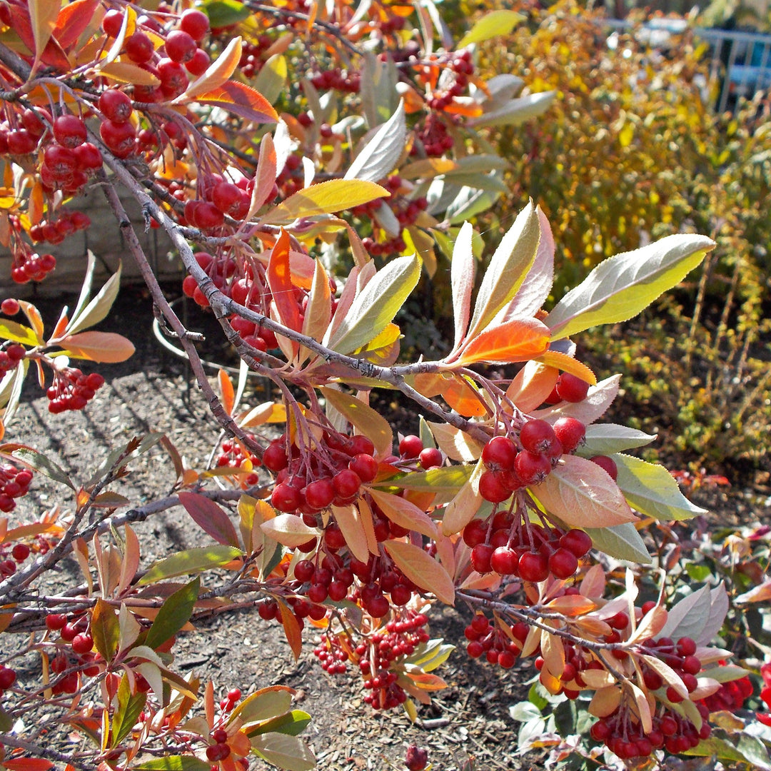 Aronia arbutifolia 'Brilliantissima' ~ Brilliantissima Chokeberry-ServeScape