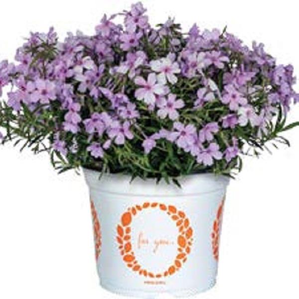 Phlox hybrid 'Woodlander Periwinkle' ~ Woodlander Periwinkle Phlox-ServeScape