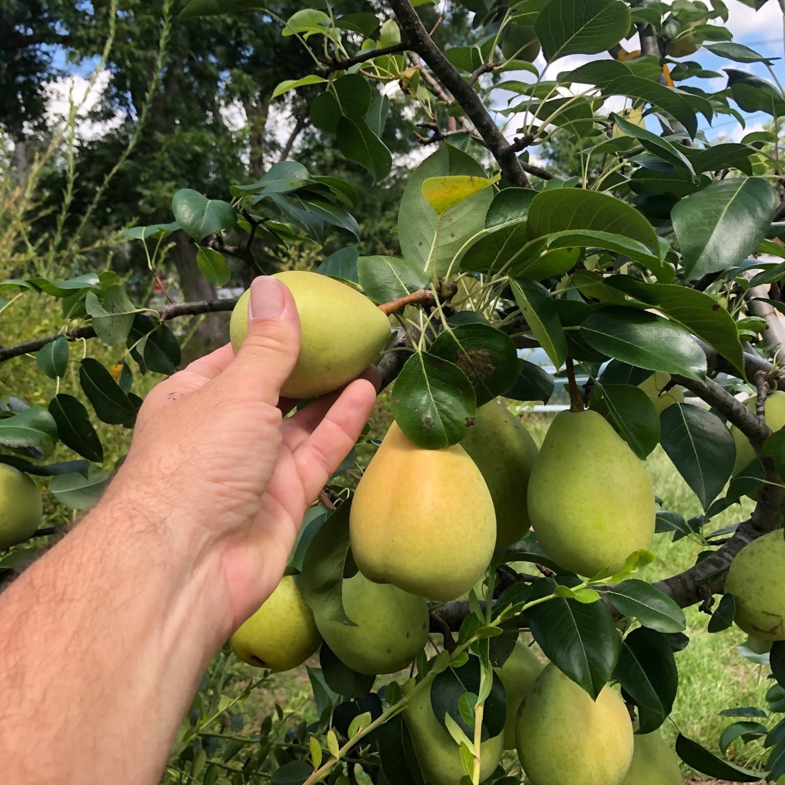 Pyrus communis x pyrifolia 'LeConte' ~ LeConte Pear-ServeScape