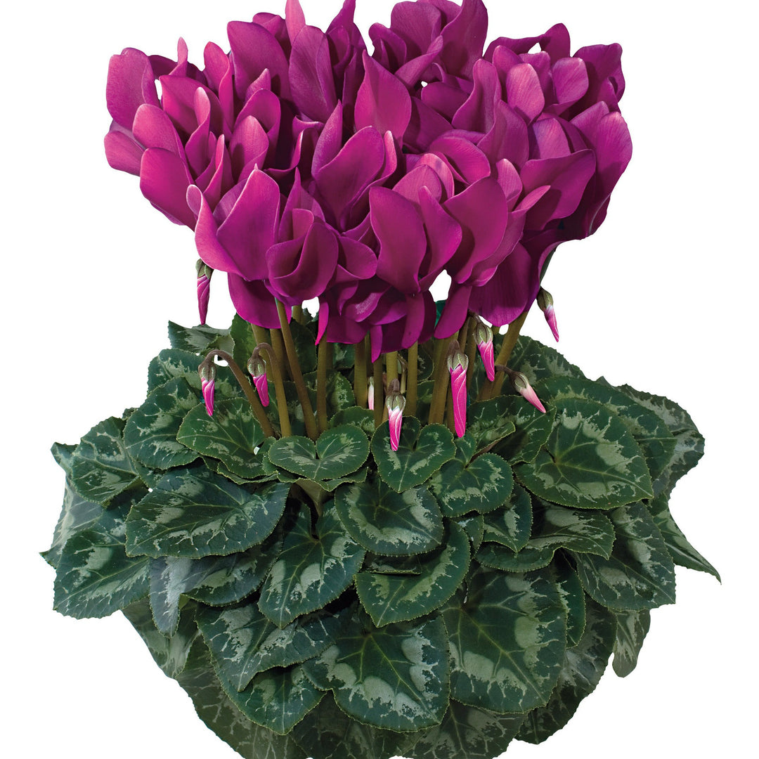 Cyclamen persicum 'Latinia Success Light Purple' ~ Latinia® Success Light Purple Cyclamen-ServeScape