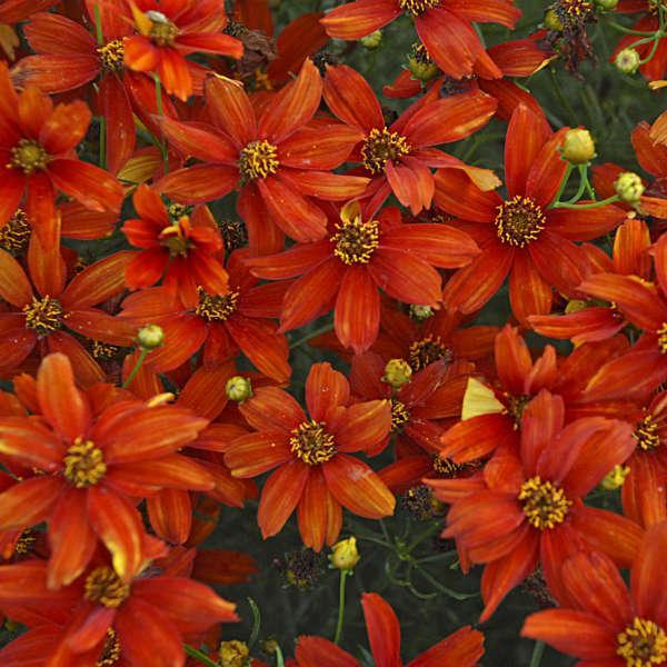 Coreopsis verticillata 'Crazy Cayenne' ~ Sizzle & Spice® Crazy Cayenne Coreopsis-ServeScape