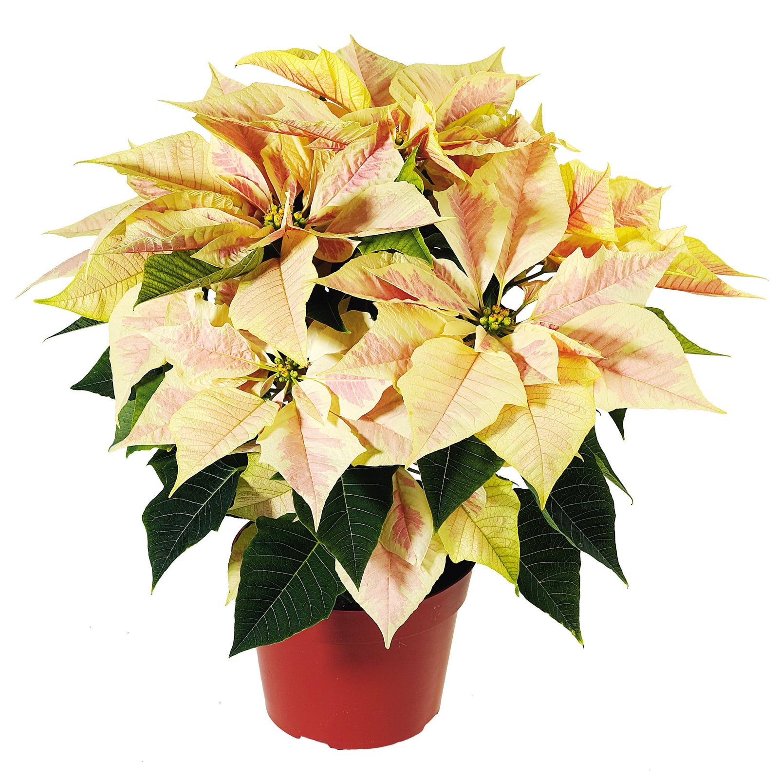 Euphorbia pulcherrima 'Enduring Marble' ~ Enduring Marble Novelty Poinsettia-ServeScape