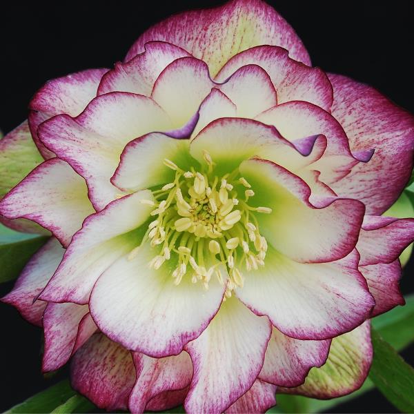 Helleborus 'Rose Quartz' ~ Winter Jewels® Rose Quartz Lenten Rose-ServeScape