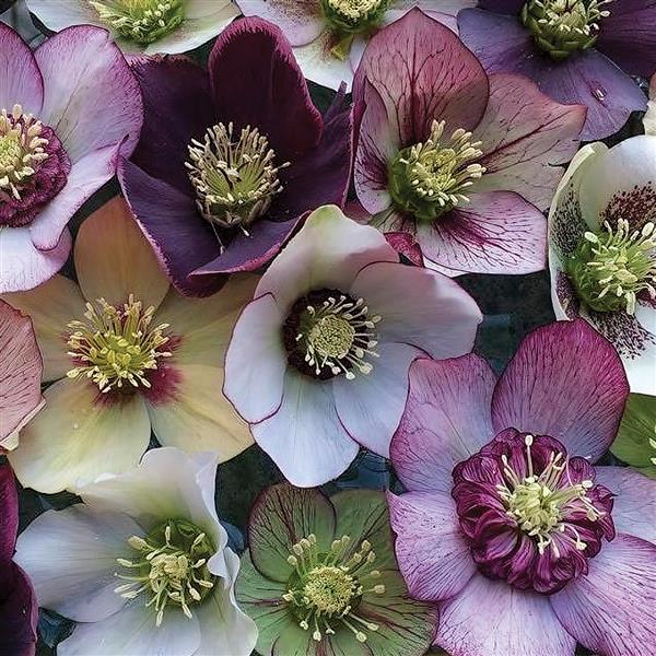 Helleborus orientalis 'Pine Knot Select' ~ Pine Knot Select Lenten Rose-ServeScape