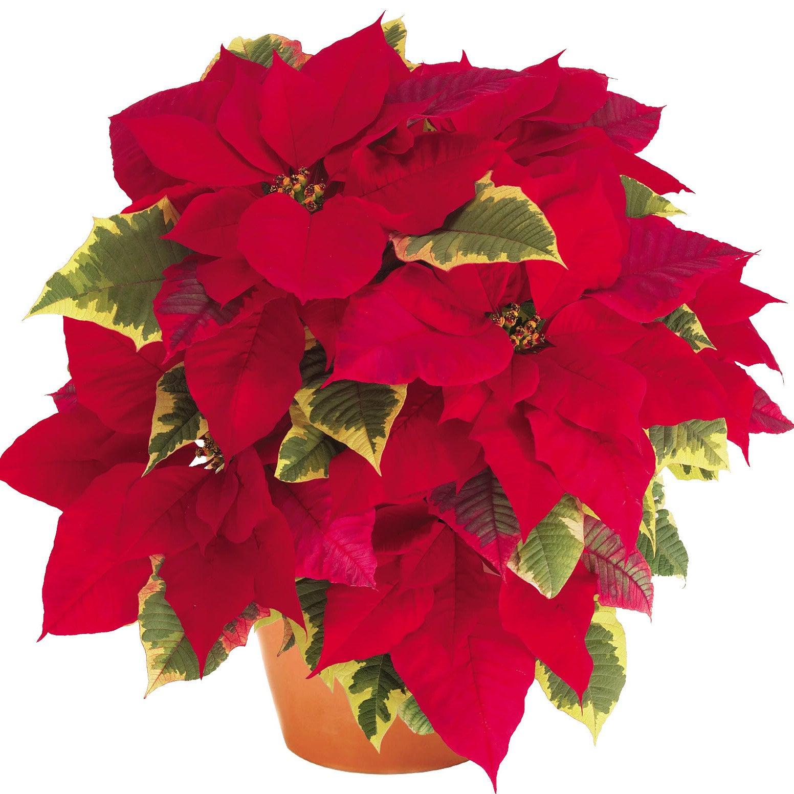 Euphorbia pulcherrima 'Tapestry' ~ Tapestry Poinsettia-ServeScape