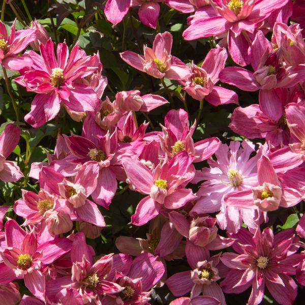 Clematis montana 'Broughton Star' ~ Broughton Star Clematis-ServeScape